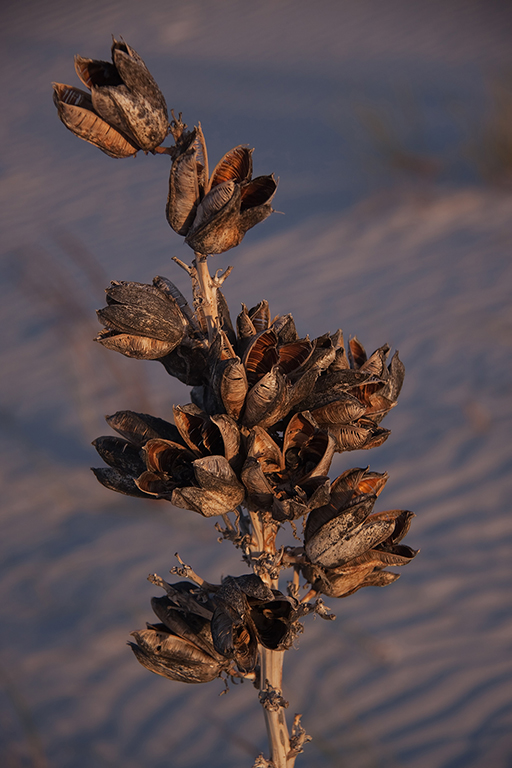 22_White Sands National Monument_09.jpg